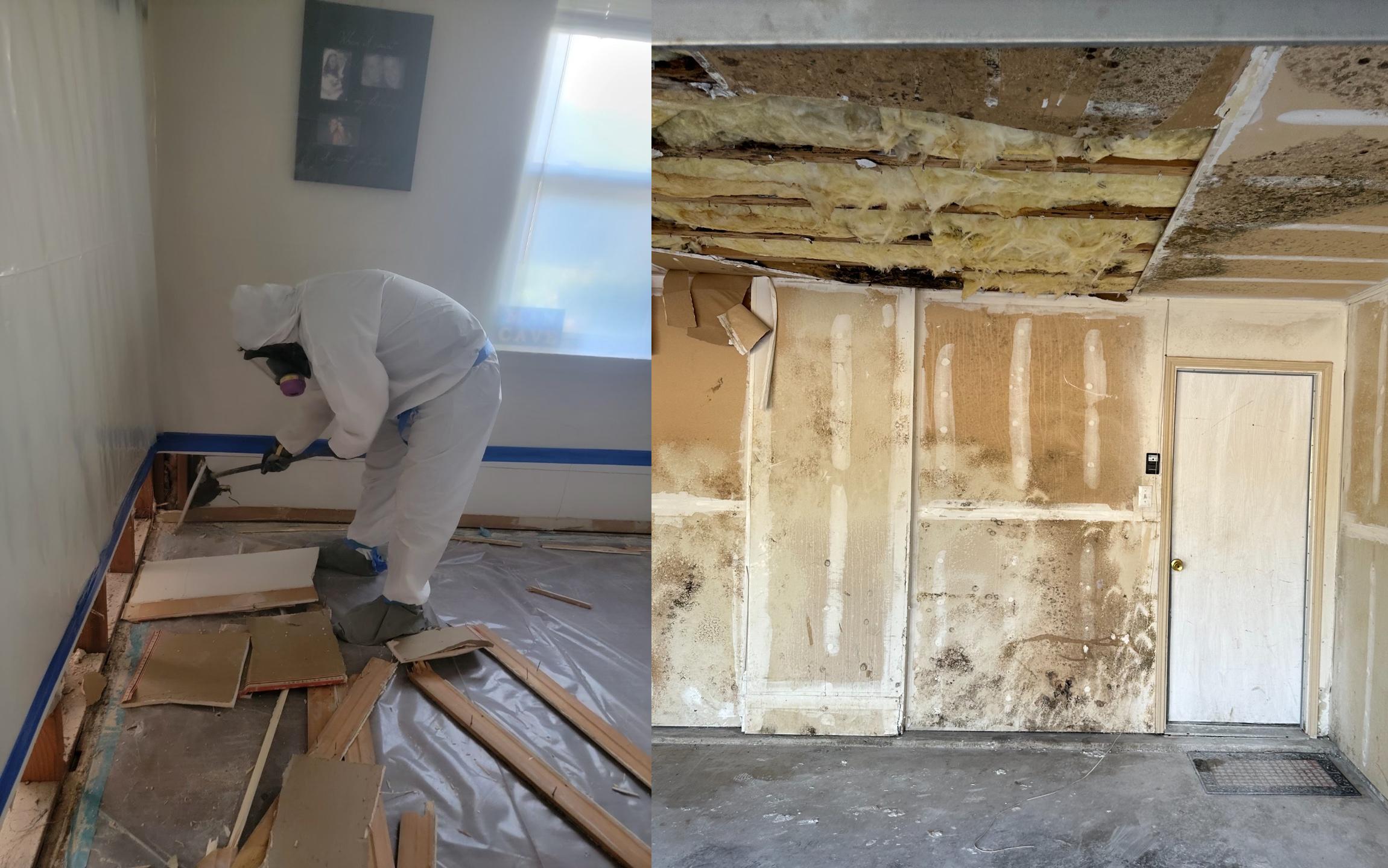 Mold Remediation & Removal Service